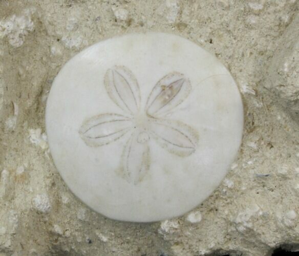Fossil Sand Dollar (Scutella) - France #41365